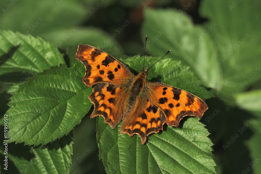 Comma butterfly resting on a leafy bush. Comma butterfly resting on a leafy bush.