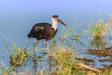 Portrait of Woolly-necked stork