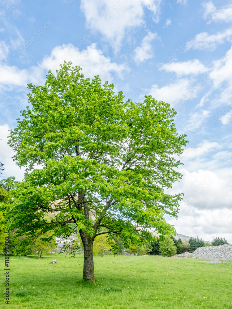 Obraz premium Green tree under blue sky