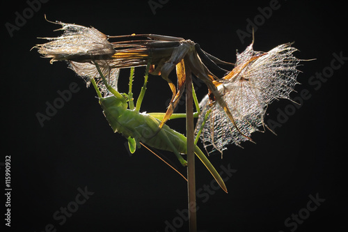 Tettigonia viridissima, the Great Green Bush-Cricket photo