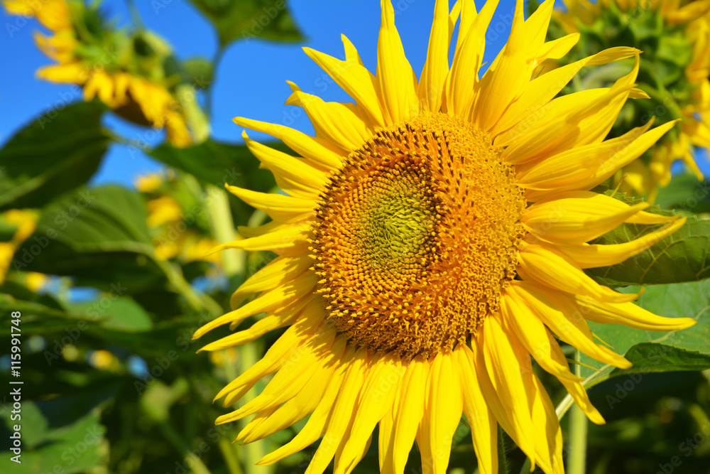 Helianthus or sunflowers. Close up on Sunflower. Helianthus or sunflowers. Close up on Sunflower.