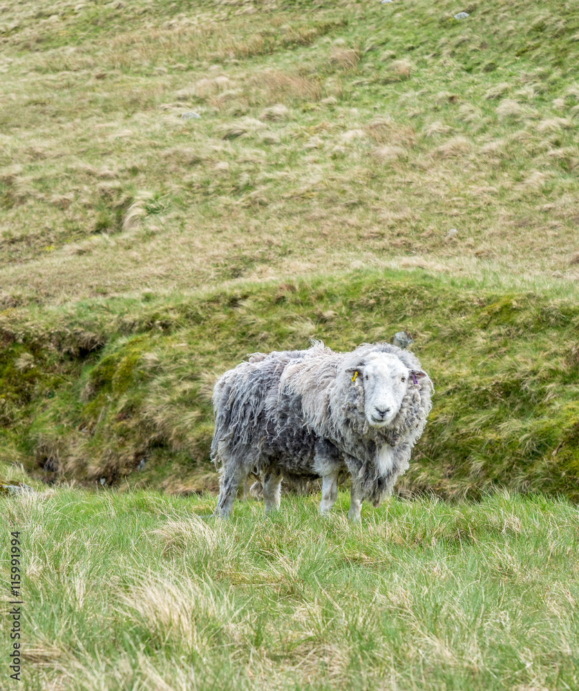 Fototapeta premium Sheep graze grass on field