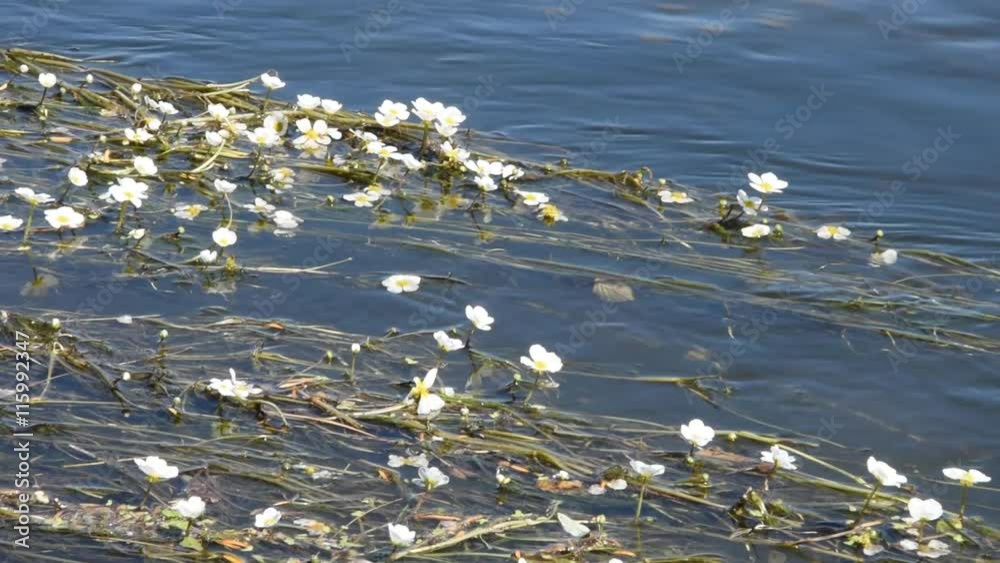 Small white flowers on the water Small white flowers on the water