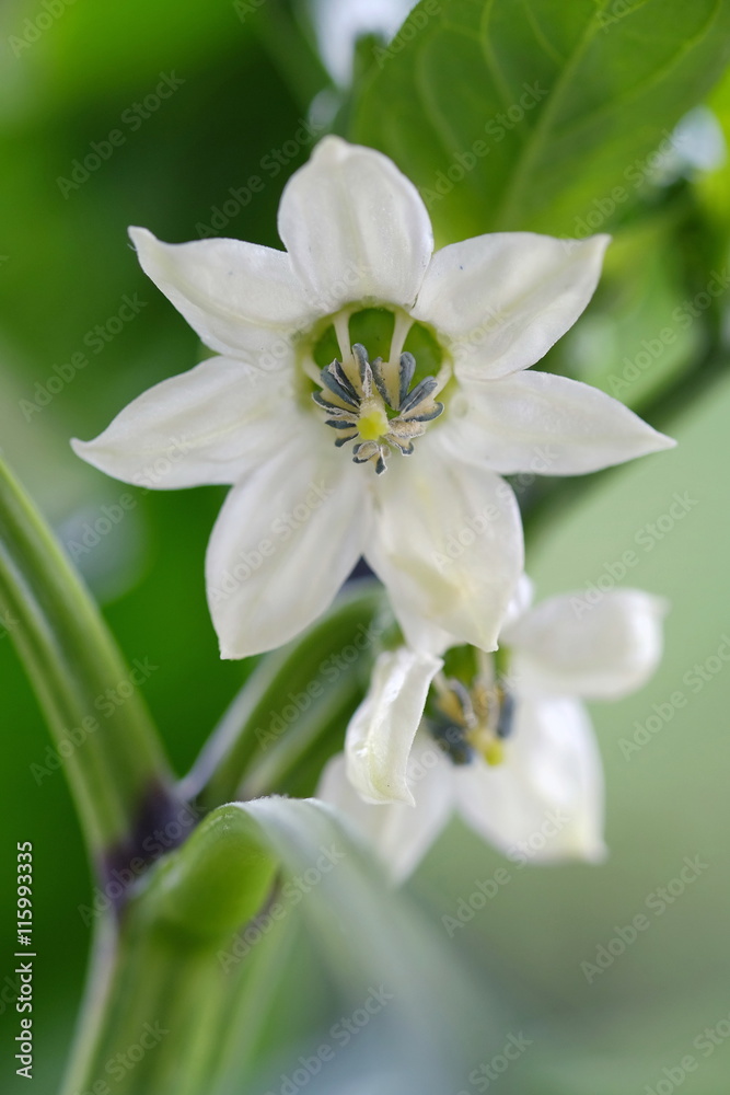 Fototapeta premium Blühende Paprikapflanze