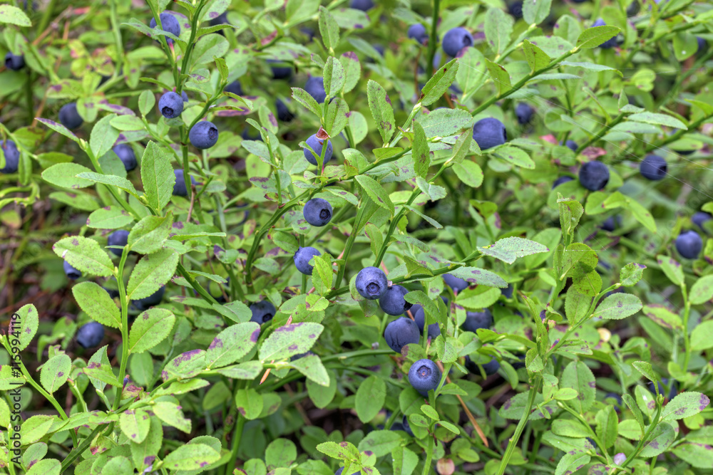 Vaccinium Myrtillus () Vaccinium Myrtillus