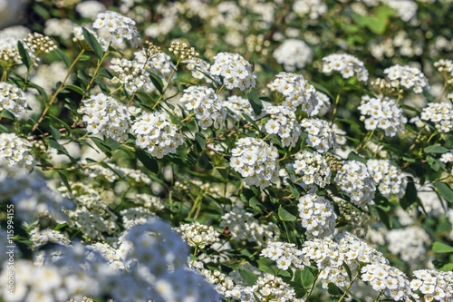 Spirea bush bloomed white flowers in spring