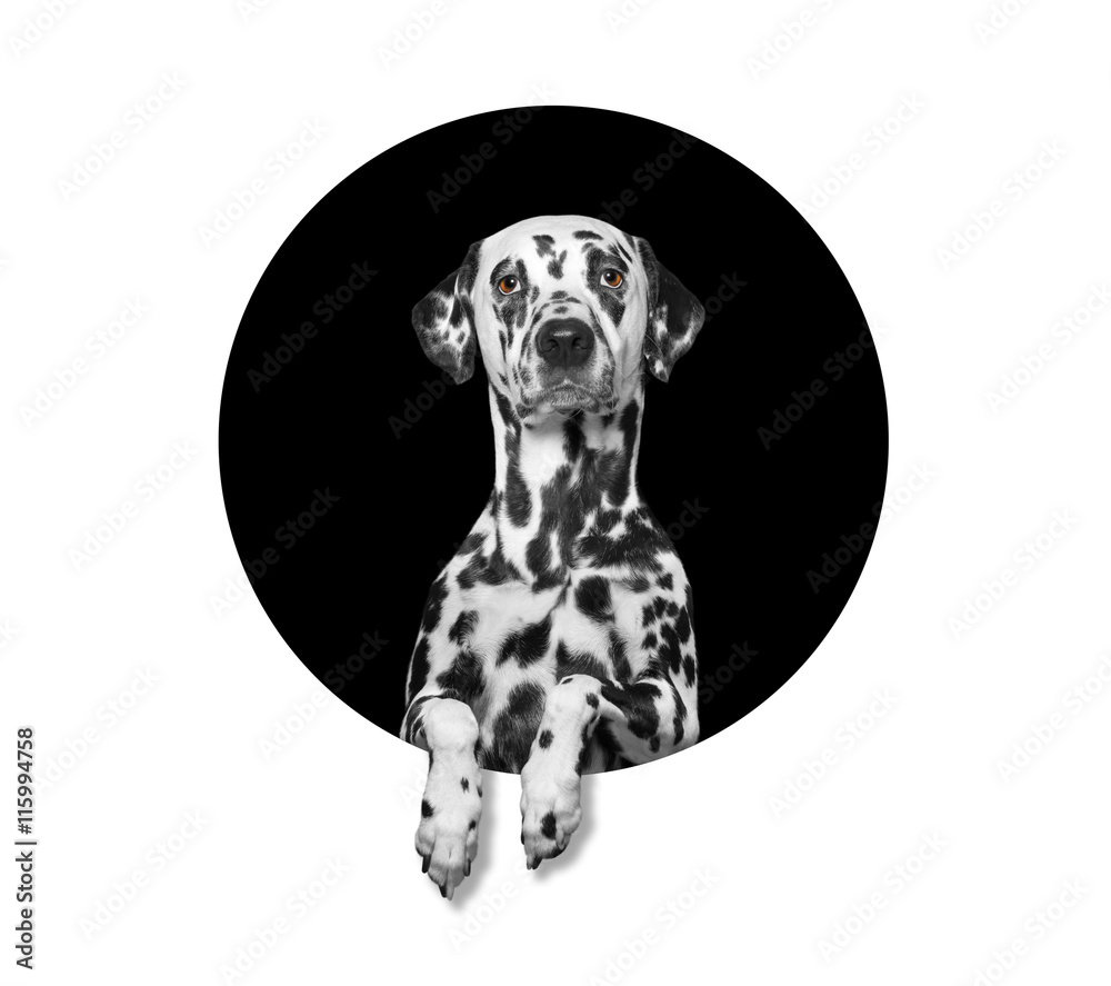 Dog in a circle with empty space for text - obrazy, fototapety, plakaty 