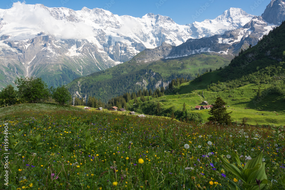 Meadow near the village of Mürren, Switzerland