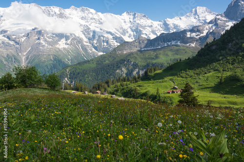 Meadow near the village of Mürren, Switzerland © owsigor