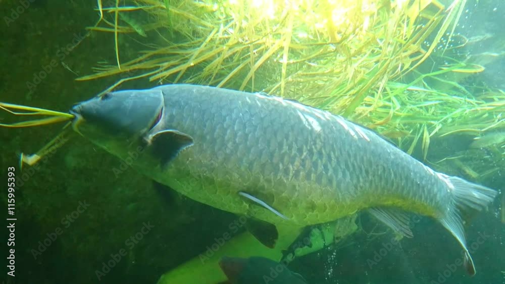 Giant carp eating grass. Underwater shot in lake. Diving in fresh water. 