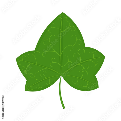 Green ivy leaf vector illustration isolated on white background
