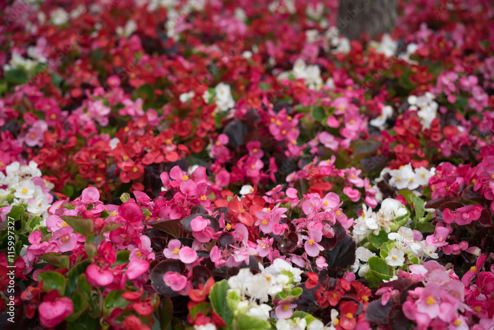 Colorful meadow of flowers taken from above. Colorful meadow of flowers taken from above.