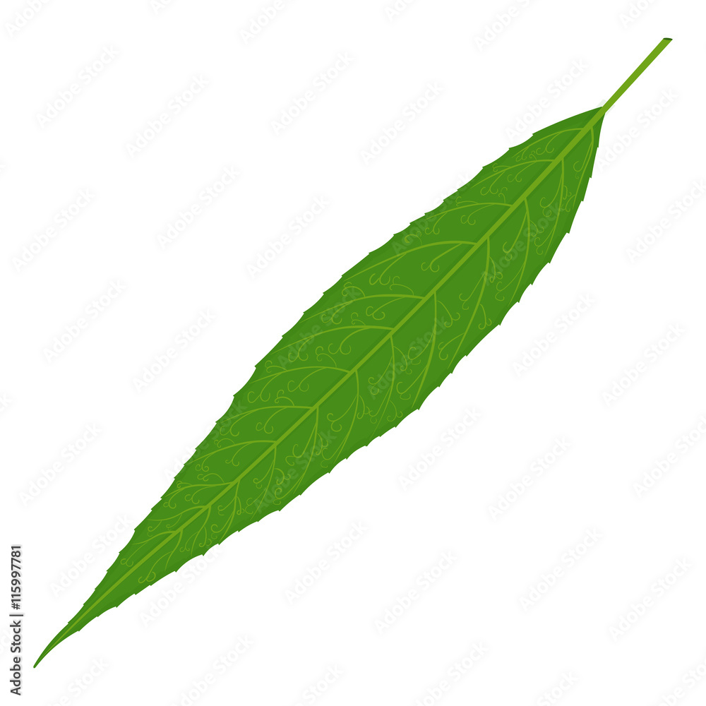 Fototapeta premium Green willow tree leaf vector illustration isolated on white background