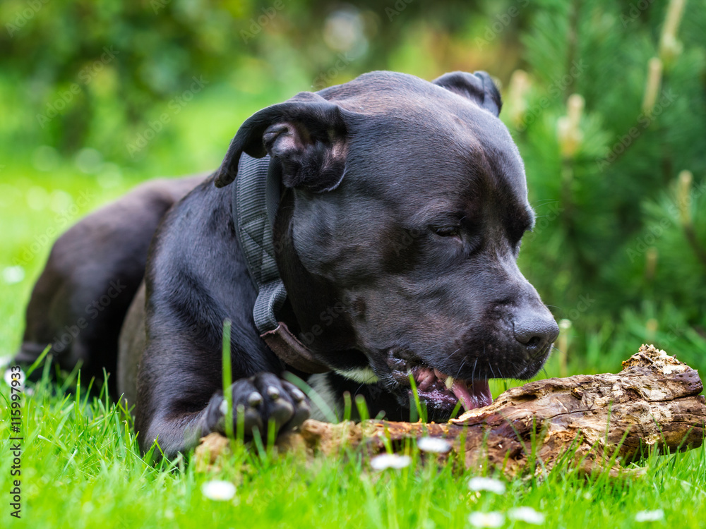 A black dog is playing with a wooden stick