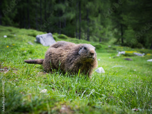One marmot sitting in the grass