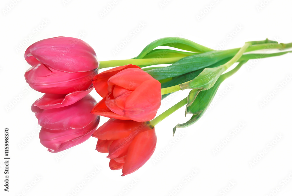 red and pink tulips isolated - flower reflection red and pink tulips isolated - flower reflection