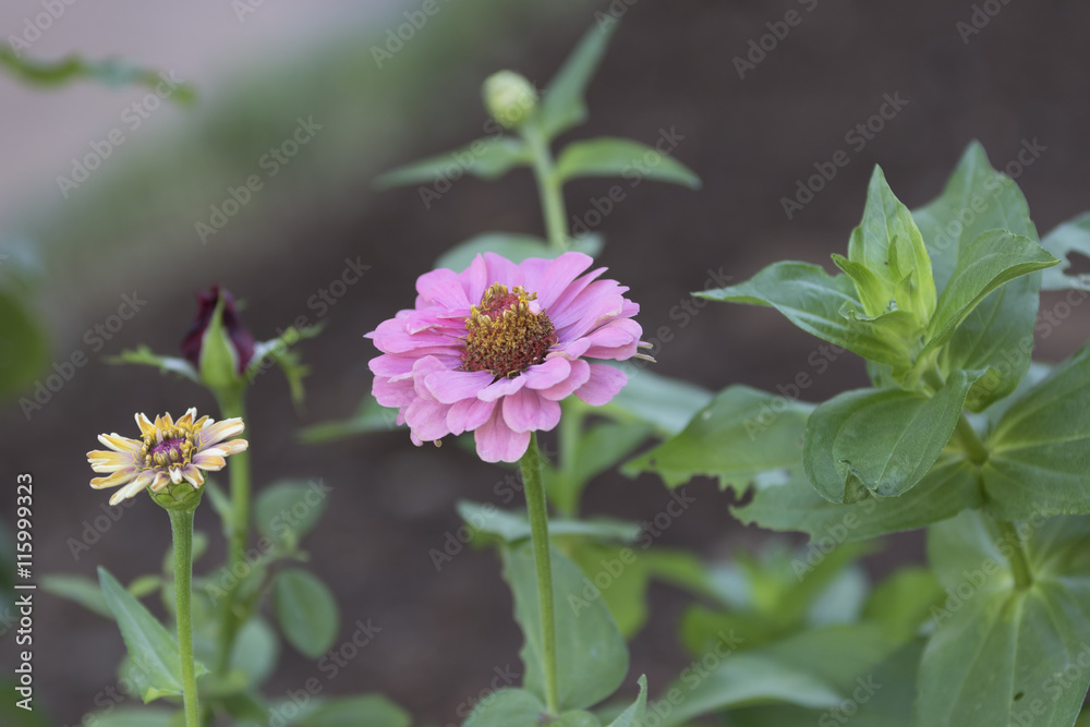 Fototapeta premium zinnia in the garden
