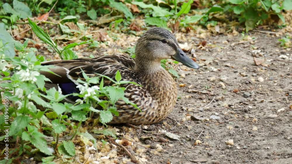 Cape Tale Water Duck in Kensington Gardens and Hyde Park Cape Tale Water Duck in Kensington Gardens and Hyde Park