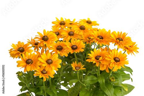 Fototapeta Naklejka Na Ścianę i Meble -  Rudbeckia hirta