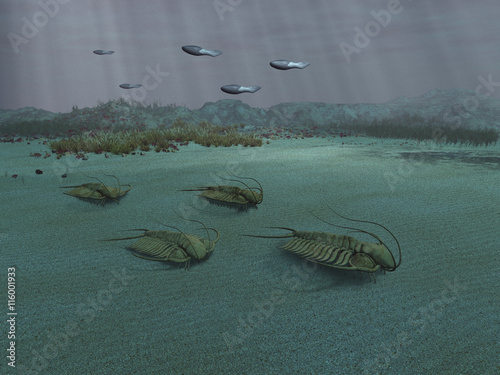 Grupo de trilobites