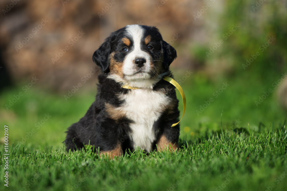 Berner Sennenhund puppy sitting on grass Berner Sennenhund puppy sitting on grass