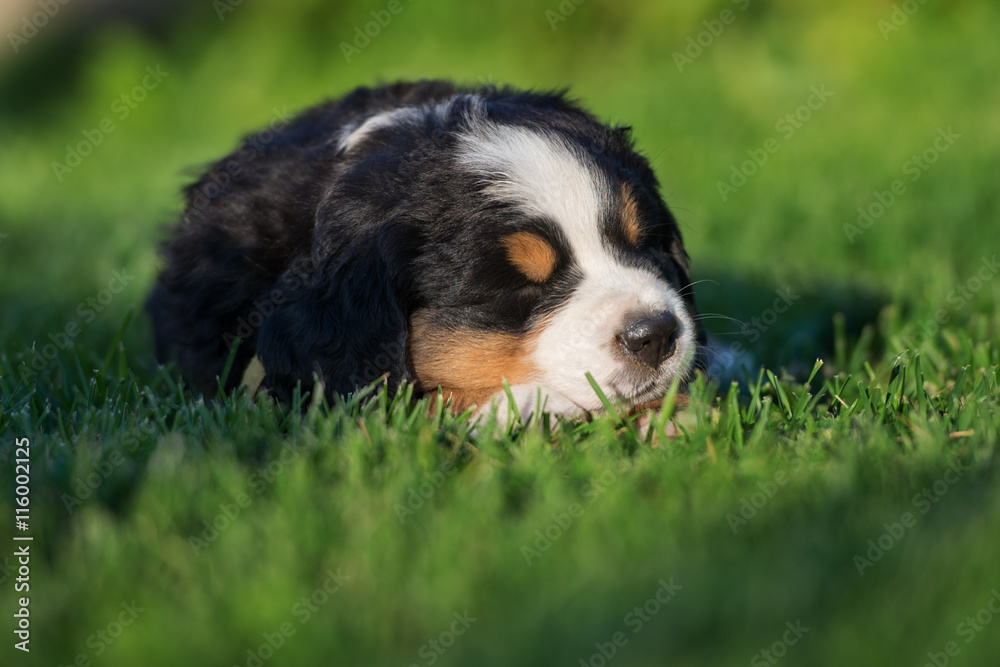 adorable puppy sleeping outdoors