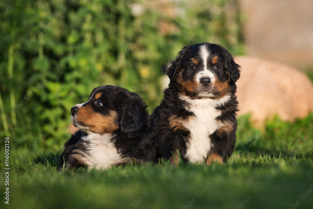 two adorable puppies on grass 