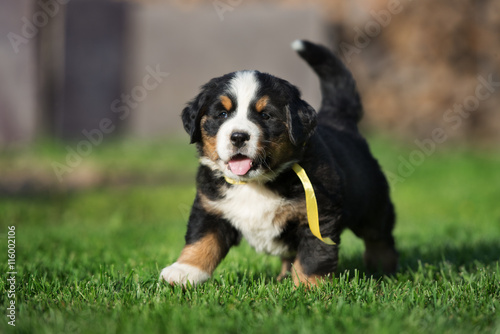 happy Berner Sennenhund puppy walking outdoors
