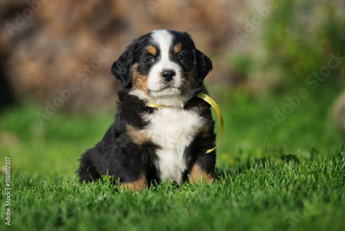 Berner Sennenhund puppy sitting on grass