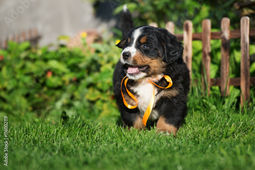 cute happy puppy walking outdoors in summer