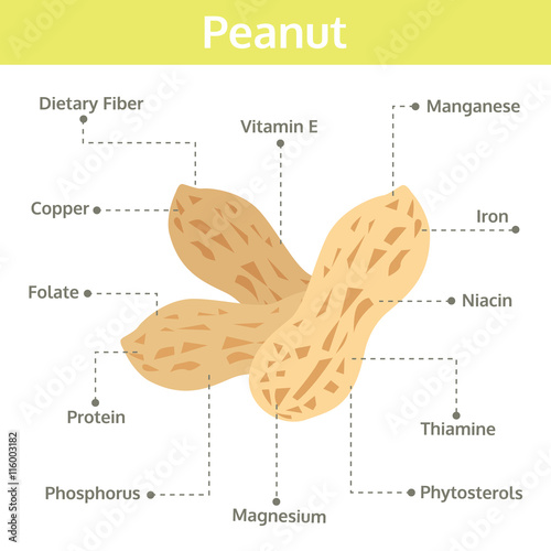 peanut nutrient of facts and health benefits, info graphic nut