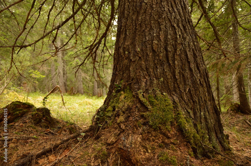 Obraz premium Tree