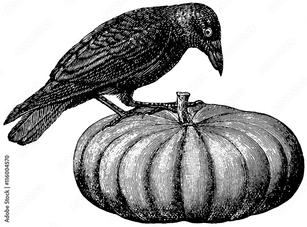 Vintage image raven on a pumpkin Stock Illustration | Adobe Stock