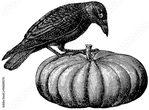 Vintage image raven on a pumpkin  