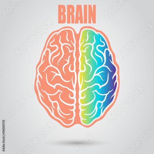 Left and right part of brain