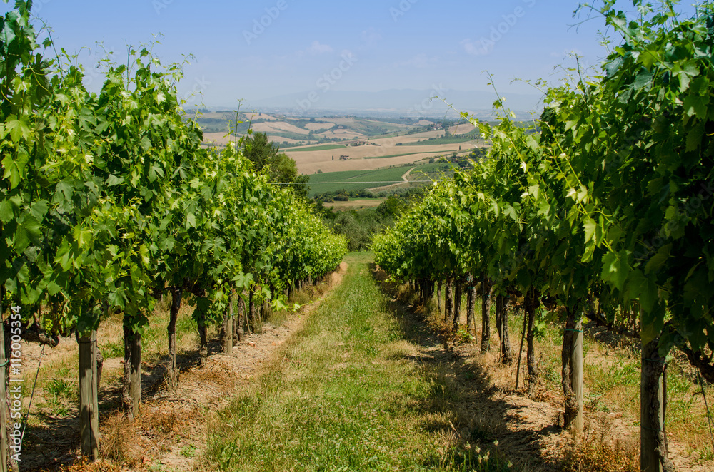The vinery of Tuscany, Italy