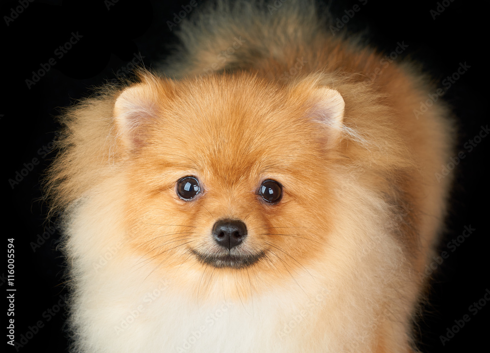 Obraz premium Portrait of the dog