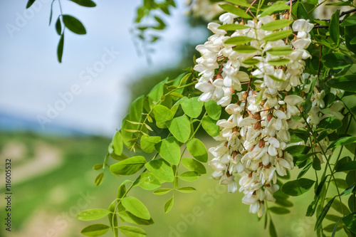 Obraz na plátně Blossoming flowers of black locust (Robinia pseudoacacia) hanging on tree branch