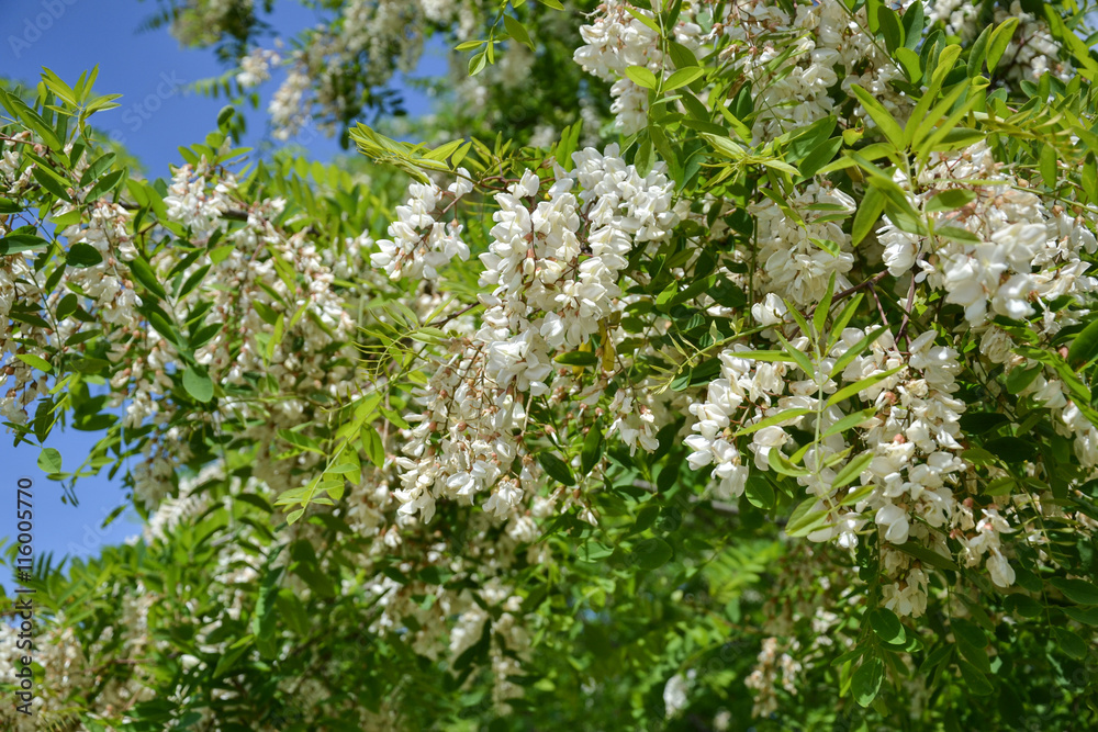 Blossoming flowers of black locust (Robinia pseudoacacia) hanging on tree branch in springtime