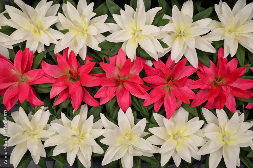 Group of pink and white artificial flower Group of pink and white artificial flower