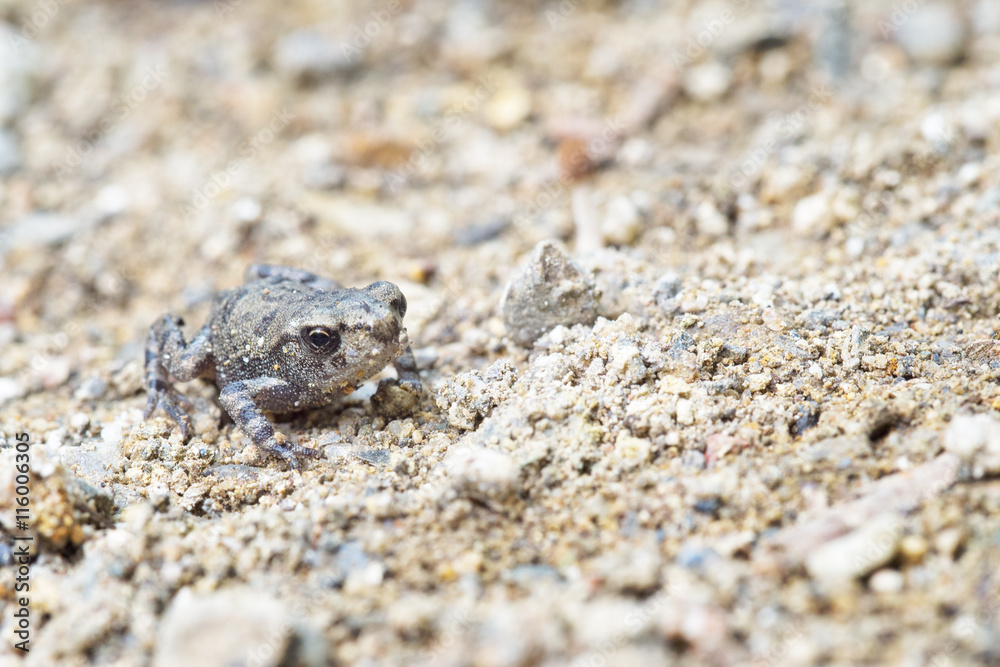 Baby toad, just left the water.