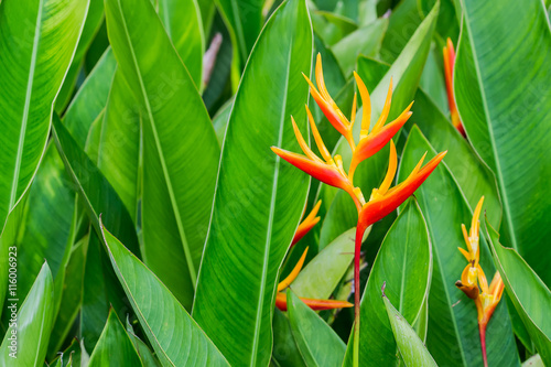 The Heliconia, Lobster-claws