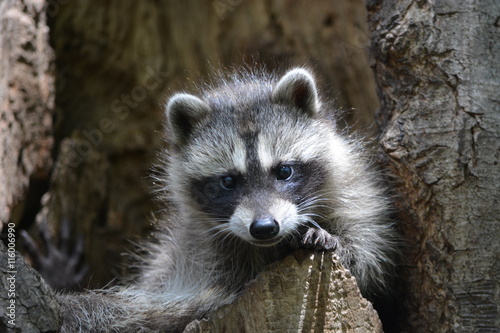Fototapeta Naklejka Na Ścianę i Meble -  raccoon on the tree