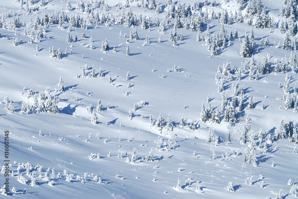 Fresh snow covered trees and the slopes. The nature of the Carpathian Mountains in winter.