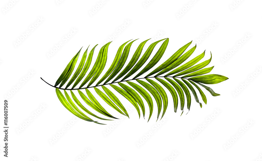 Green leaves of palm tree on white background Green leaves of palm tree on white background