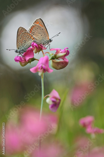 Purple-edged Copper butterfly (Lycaena hippothoe) photo