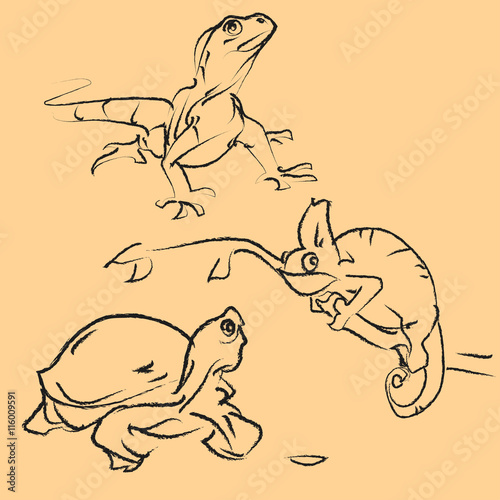 animal amphibian reptiles