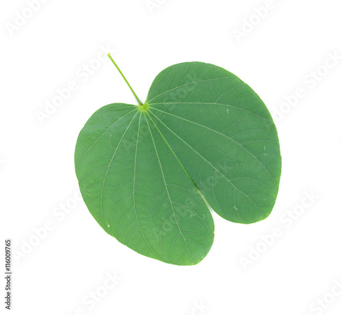 Purple Bauhinia leaf