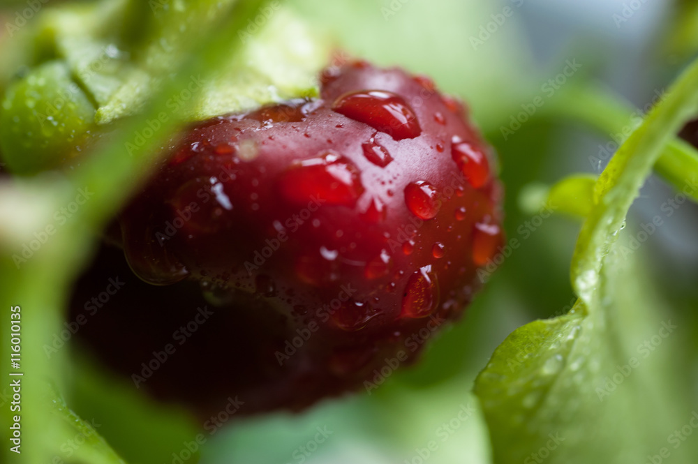 Ταπετσαρία Ripening small red bell peppers in a greenhouse