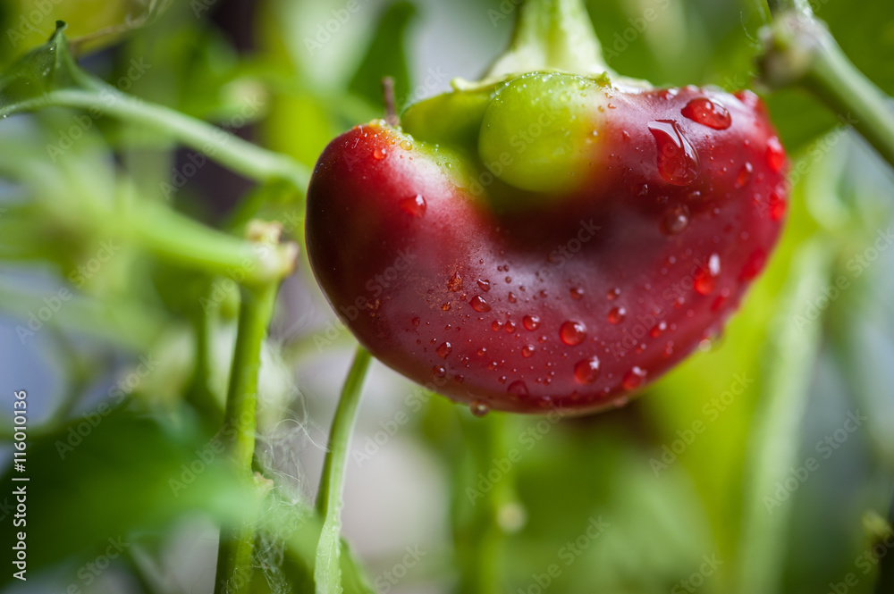Ταπετσαρία Ripening small red bell peppers in a greenhouse